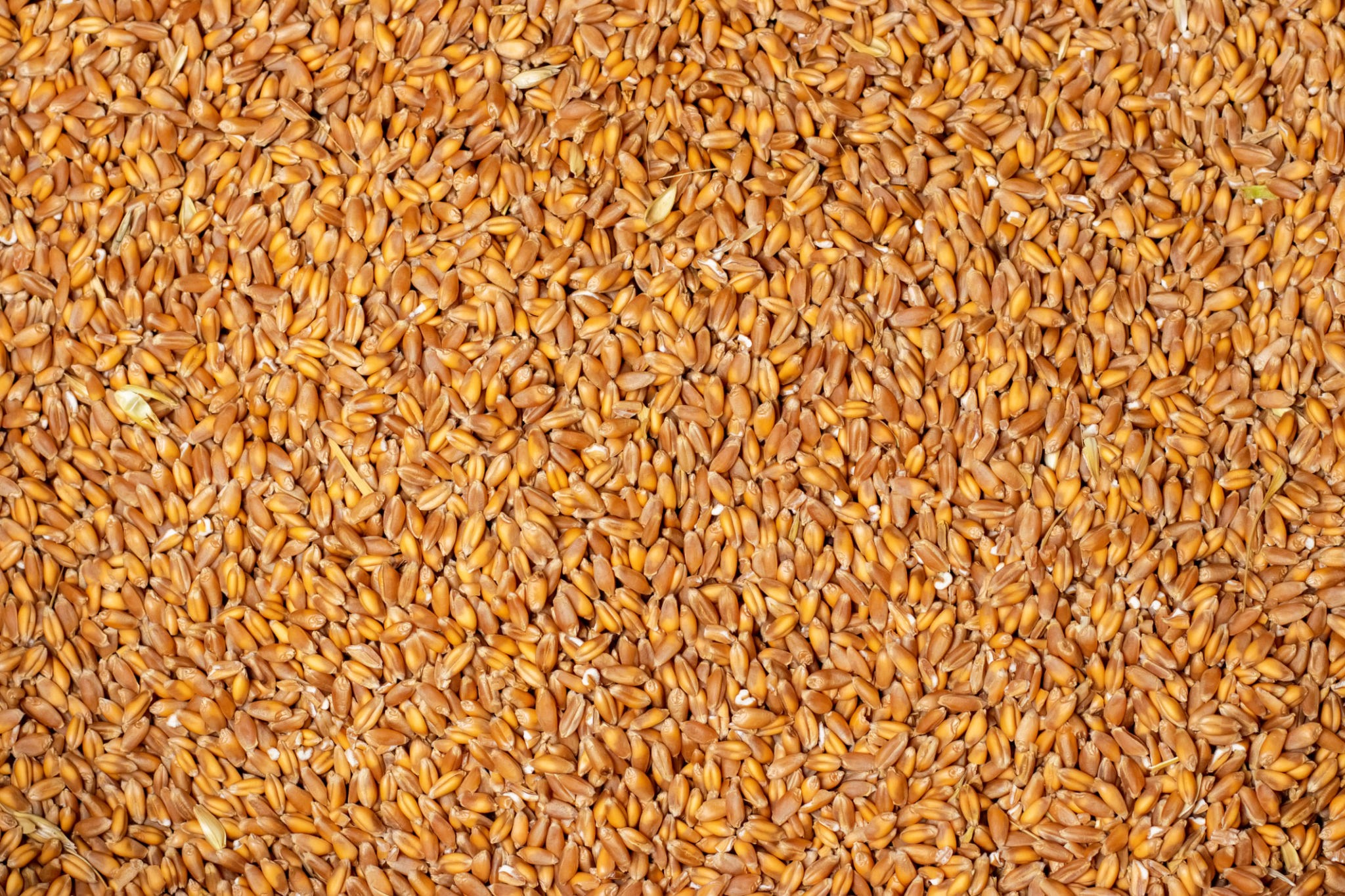 Hard Wheat