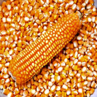 Maize
