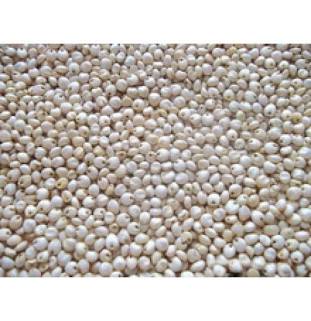 Sorghum