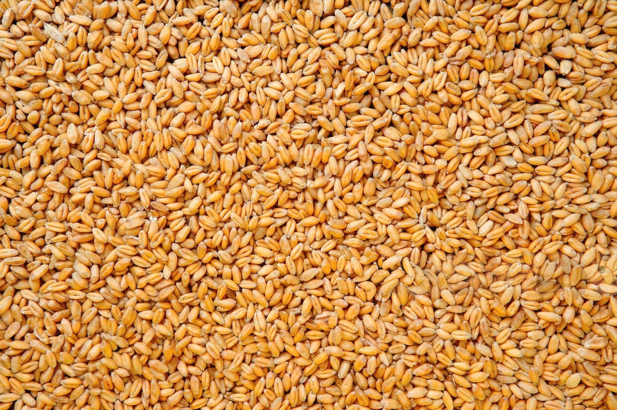 Wheat